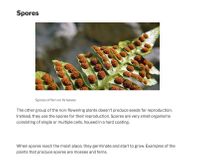 Plants with no seeds use spores. Look at those rare balls, they are spores.