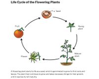 Flowering Plants reproduce by seeds and they grow flowers.